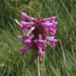 Betony Betonica officinalis