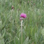 Meadow Thistle Cirsium dissectum