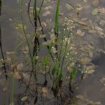 Great Water-plantain Alisma plantago-aquatica