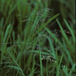 Whorl-grass Catabrosa aquatica
