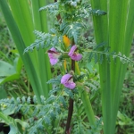 Red-rattle Pedicularis palustris