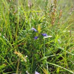 Heath Milkwort Polygala serpyllifolia