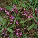 Lousewort Pedicularis sylvatica