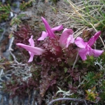  Lousewort