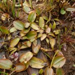 Bog Pondweed Potamogeton polygonifolius