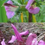 Red-rattle above, lousewort below.