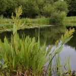 Great Water Dock Rumex hydrolapathum