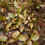 Bog Pondweed Potamogeton polygonifolius