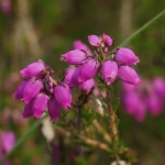 Bell Heather Erica cinerea