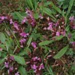 Lousewort Pedicularis sylvatica