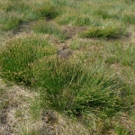 Common Cow-wheat Melampyrum pratense