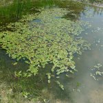 Broad-leaved Pondweed Potamogeton natans
