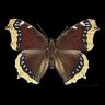 camberwell-beauty_nymphalis_antiopa-96x96