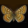 marsh_fritillary_euphydryas_aurinia