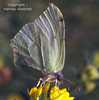 Brimstone