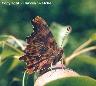 Comma - note the under wing mark