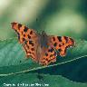 Comma - wings open 