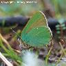 Green Hairstreak