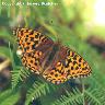 High Brown Fritillary 