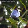 Holly Blue 
