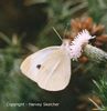Large White 