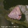 Purple Hairstreak 
