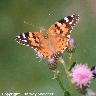 Painted Lady 