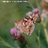 Painted Lady