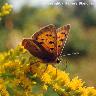 Small Copper