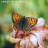 Small Copper