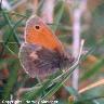 Small Heath 