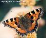 Small Tortoishell