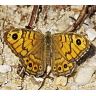 wall_brown_lasiommata_megera_female-96x96