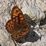 wall_brown_lasiommata_megera_male-96x96