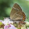 white-letter_hairstreak_satyrium_w-album-96x96